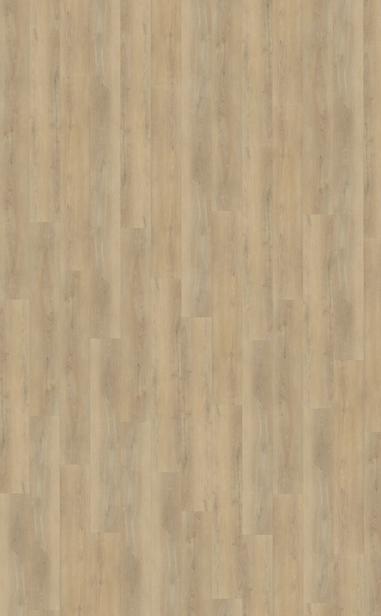 Belakos Palazzo 720 | Rigid Click