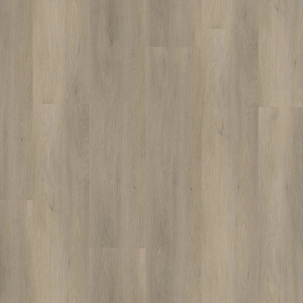 Ambiant Sentima dryback smoky